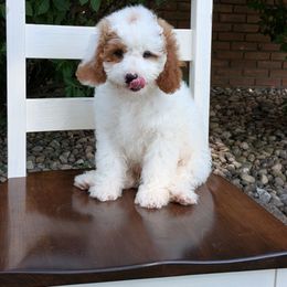 Sun - Blenheim male Cavapoo puppy in Amboy, Indiana from Wag'in Tails