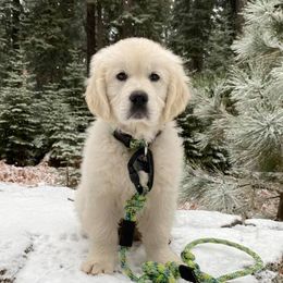 Golden Retriever Puppies from West Coast Cream Goldens