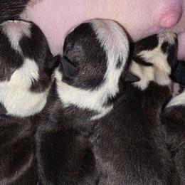Boy 1 - Black brindle and white male Boston Terrier puppy in Denver, Colorado from Diamonds In The Ruff Boston Terriers