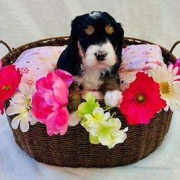 Zinnia - Tri-color female Bernedoodle puppy in Harpers Ferry, West Virginia from Oso Perfect Poodles and Doodles