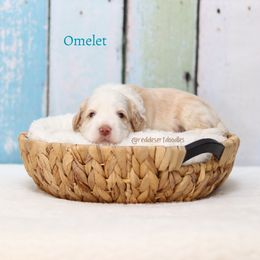 Omelet - Caramel male Australian Labradoodle puppy in Hurricane, Utah from Red Desert Doodles