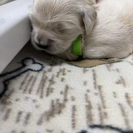 Boy pick 3 - Light golden male Golden Retriever puppy in Waterloo, Indiana from All 4 Paws of Pheasant Run