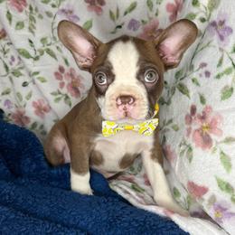 Stone - Seal and white male Boston Terrier puppy in Mountain Home, Arkansas from B and T Lewis Farms