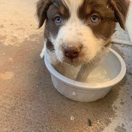 Australian Shepherd Puppies from Far Out Aussies
