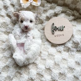 Strawberry Shortcake - Parti female Poodle puppy in Chapel Hill, North Carolina from Cyndi’s Poodles