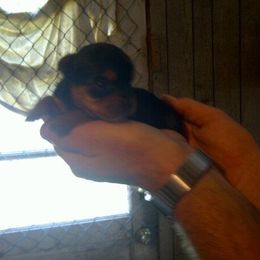 Chihuahua, Pomeranian, and Yorkshire Terrier Puppies from Pampered Pups Kennel