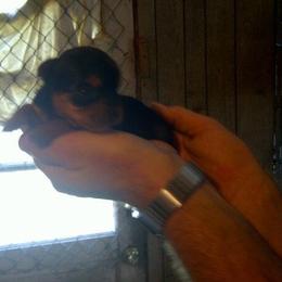 Chihuahua, Pomeranian, and Yorkshire Terrier Puppies from Pampered Pups Kennel