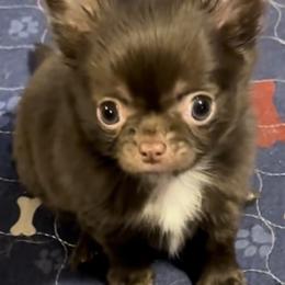 Chihuahua Puppies from So Sweet Chihuahuas