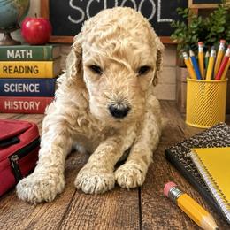 Class Clown - Sable male Goldendoodle puppy in Social Circle, Georgia from Poppiedoodle Farms