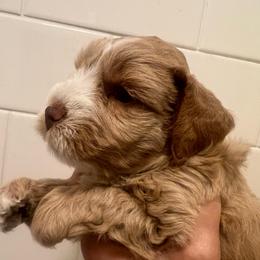 Ransom - Wheaten male Miniature Schnauzer puppy in Grayson, Kentucky from Seventh Heaven Schnauzers