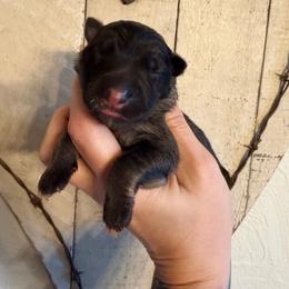 Sable girl 1 - Sable female German Shepherd puppy in California from Singleton Shepherds