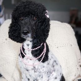 Lila - Poodle