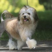 Lowchen from Earnest Kennel