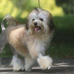 Lowchen from Earnest Kennel