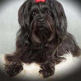 Noir - Havanese