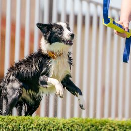 Pandora - Sporty Mix