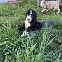 Aussiedoodle, Australian Shepherd, and Poodle Puppies from Love my doodles/ Aussiedoodle love