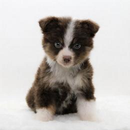 Female 2 - Red tri-color female Miniature American Shepherd puppy in Childress, Texas from Taylor Farms