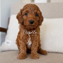 Dusty - Red  male Goldendoodle puppy in Gilbert, Arizona from Doodle Bliss