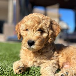 Simba - Apricot male Goldendoodle puppy in Tucson, Arizona from JER Doodles