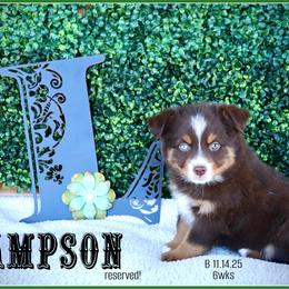 Sampson - Red tri male Miniature Australian Shepherd puppy in Madisonville, Texas from Flying LL Aussies
