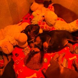 Doberman Pinscher Puppies from Jensen Dobermans
