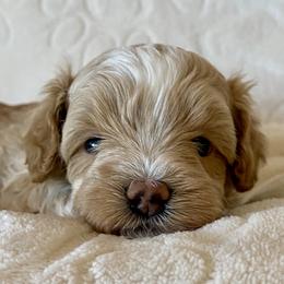Maltipoo puppies from Little Loves Maltipoos