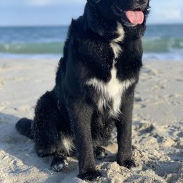 Australian Shepherd All Grown Up from Golden Aussies