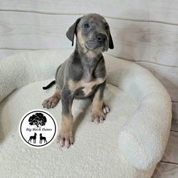 Comet - Blue Great Dane puppy in Spiro, Oklahoma from Big Birch Danes