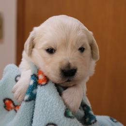 Boy 6 - Light golden male Golden Retriever puppy in Chehalis, Washington from Tradition Golden Retrievers