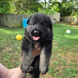 Brown collar - Black and red male German Shepherd puppy in Bethel, Ohio from Hughes Shepherds