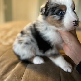Australian Shepherd Puppies from Bombshell Australian Shepherds