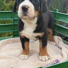 Purple Girl - Black, white and red female Greater Swiss Mountain Dog puppy in Oregon City, Oregon from Runamuck's Greater Swiss Mountain Dogs