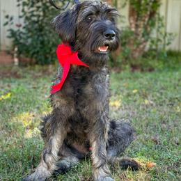 Dante - Pepper and salt male Giant Schnauzer puppy in Goodrich, Texas from Silver Creek Giant Schnauzers