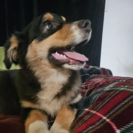 Australian Shepherd Puppies from Jaquelyn Harney