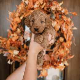 Red Boy - Red  male Goldendoodle puppy in Beecher, Illinois from Cherry Lane Doodles