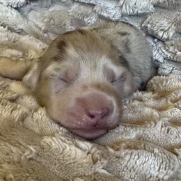 Reeses - Dapple male Dachshund puppy in Fieldbrook, California from Honeydox Miniature Dachshunds