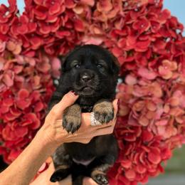 Yellow Collar Female - Sable female German Shepherd puppy in Louisville, Kentucky from Barrage K9