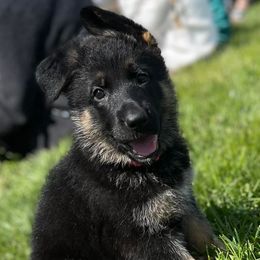 German Shepherds from Wonder Paws German Shepherds