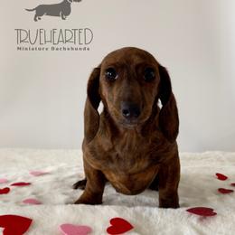 Nicole - Brindle female Dachshund puppy in Royse City, Texas from Truehearted Miniature Dachshunds