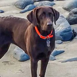 Labrador Retrievers from Stag River Labradors