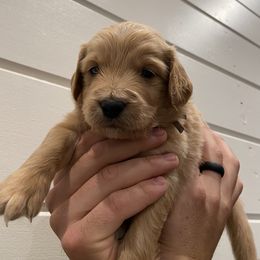 Goldendoodle Puppies from Our Golden Willow
