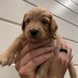 Goldendoodle Puppies from Our Golden Willow
