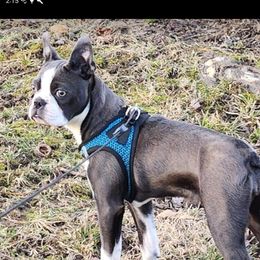 Izzy - Boston Terrier