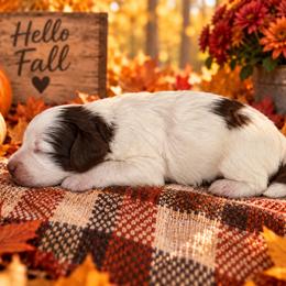 Truffles - Chocolate female Cavapoo puppy in Myrtle Beach, South Carolina from Colorful-K9'S