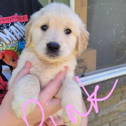 Pink Collar - Light golden female Golden Retriever puppy in Brush Prairie, Washington from Paradise Peaks