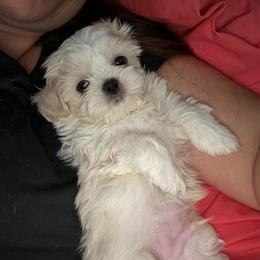 Shih Tzu Puppies from The Townsend Tzu