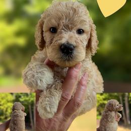 Yellow Collar - Red  female Goldendoodle puppy in Ringgold, Georgia from Sweet B’s Goldendoodles