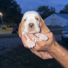 Girl 2 - Red and white female Basset Hound puppy in Conway, Missouri from Ozark Mountain Kennel