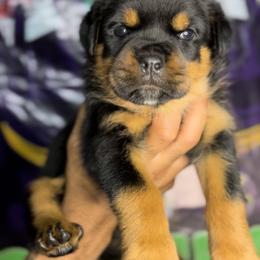 Rottweiler Puppies from VHWilliamsRottweilers